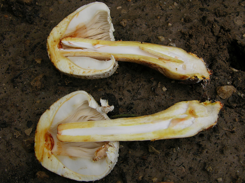 COLOR QUIZ.................